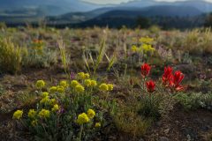 Flowers at Sunset