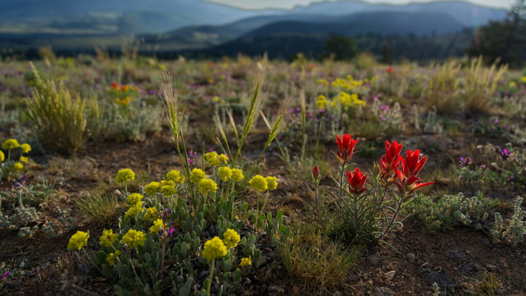 Flowers at Sunset in the mountains near Creede Colorado